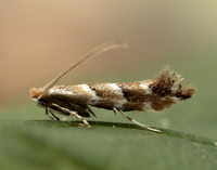 15.089 BF366a Horse Chestnut Leaf-miner Cameraria ohridella