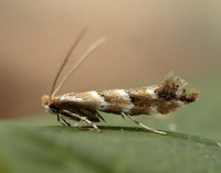 15.089 BF366a Horse Chestnut Leaf-miner Cameraria ohridella
