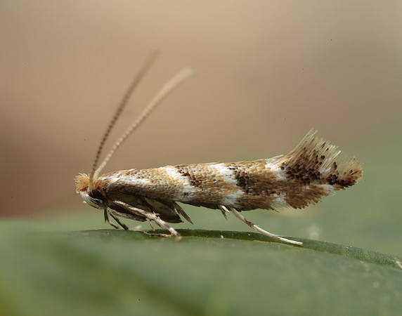 15.089 BF366a Horse Chestnut Leaf-miner Cameraria ohridella