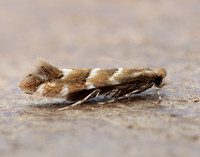 15.089 BF366a Horse Chestnut Leaf-miner Cameraria ohridella