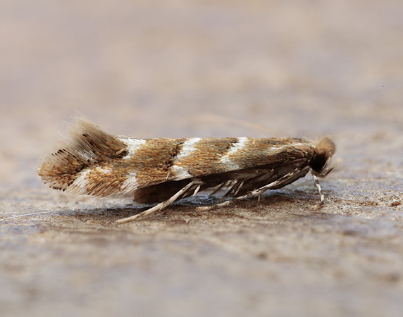 15.089 BF366a Horse Chestnut Leaf-miner Cameraria ohridella