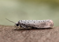 16.005 BF428 Willow Ermine Yponomeuta rorrella