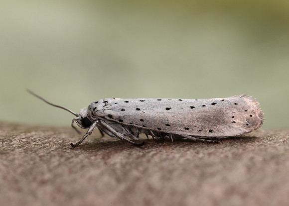 16.005 BF428 Willow Ermine Yponomeuta rorrella