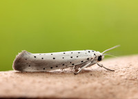 16.005 BF428 Willow Ermine Yponomeuta rorrella