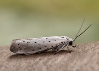 16.005 BF428 Willow Ermine Yponomeuta rorrella