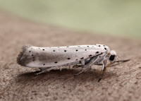 16.005 BF428 Willow Ermine Yponomeuta rorrella