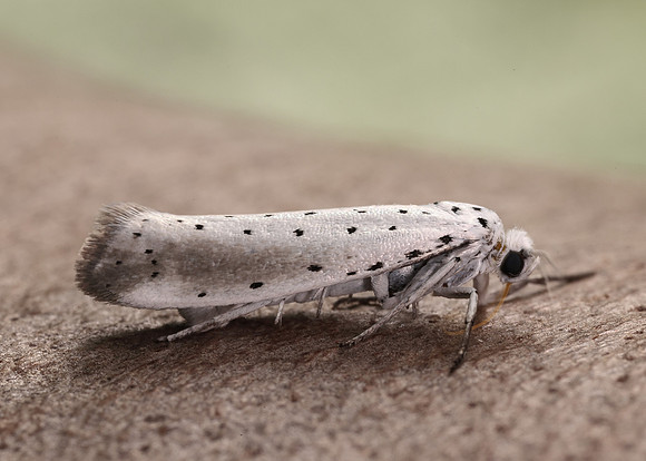 16.005 BF428 Willow Ermine Yponomeuta rorrella