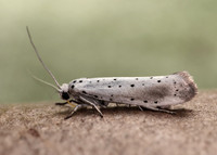 16.005 BF428 Willow Ermine Yponomeuta rorrella