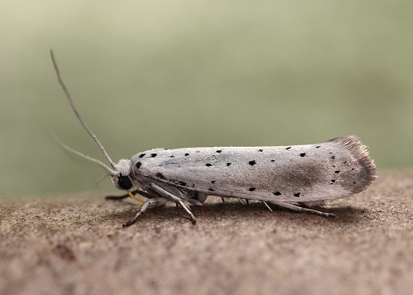 16.005 BF428 Willow Ermine Yponomeuta rorrella