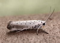 16.005 BF428 Willow Ermine Yponomeuta rorrella