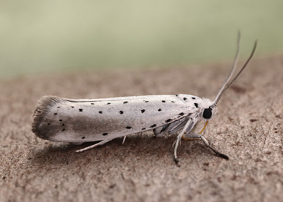 16.005 BF428 Willow Ermine Yponomeuta rorrella