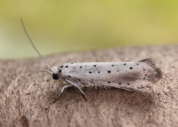 16.005 BF428 Willow Ermine Yponomeuta rorrella
