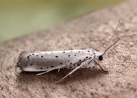 16.005 BF428 Willow Ermine Yponomeuta rorrella