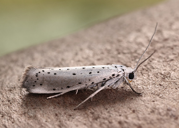 16.005 BF428 Willow Ermine Yponomeuta rorrella