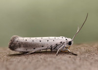16.005 BF428 Willow Ermine Yponomeuta rorrella