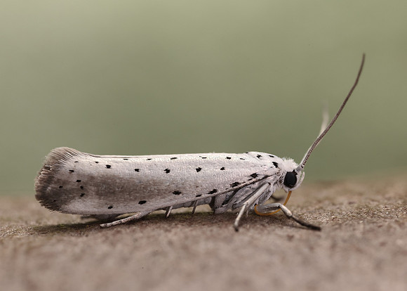 16.005 BF428 Willow Ermine Yponomeuta rorrella