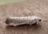 16.005 BF428 Willow Ermine Yponomeuta rorrella