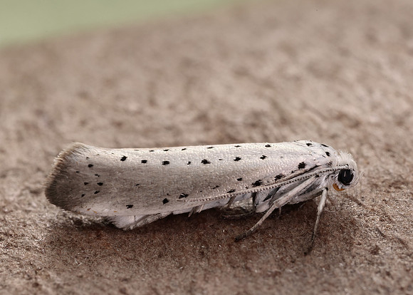 16.005 BF428 Willow Ermine Yponomeuta rorrella