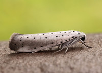 16.005 BF428 Willow Ermine Yponomeuta rorrella