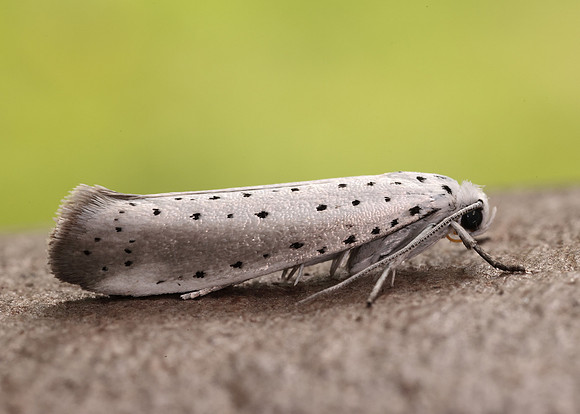 16.005 BF428 Willow Ermine Yponomeuta rorrella