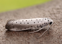 16.005 BF428 Willow Ermine Yponomeuta rorrella