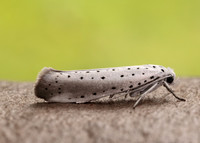 16.005 BF428 Willow Ermine Yponomeuta rorrella