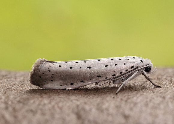 16.005 BF428 Willow Ermine Yponomeuta rorrella