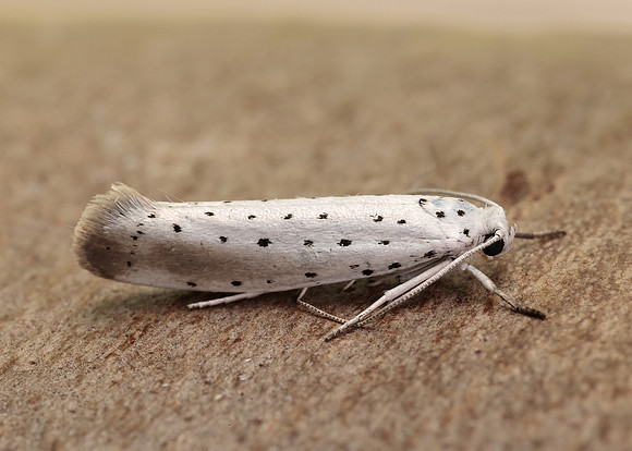16.005 BF428 Willow Ermine Yponomeuta rorrella