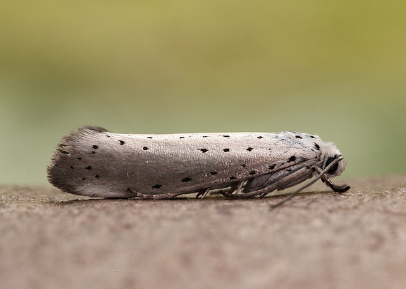16.005 BF428 Willow Ermine Yponomeuta rorrella