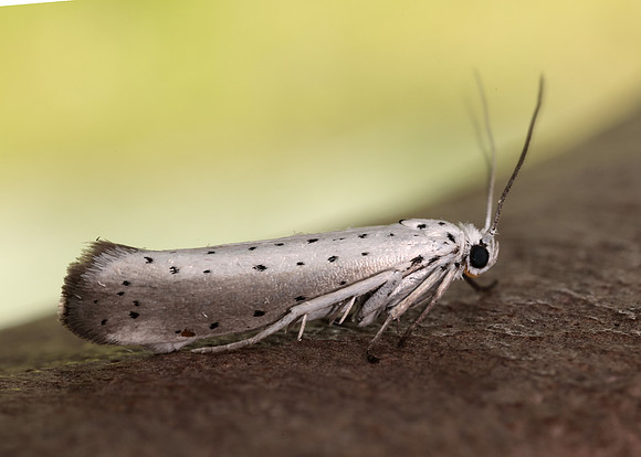 16.005 BF428 Willow Ermine Yponomeuta rorrella