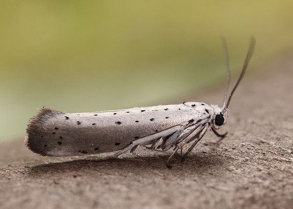 16.005 BF428 Willow Ermine Yponomeuta rorrella