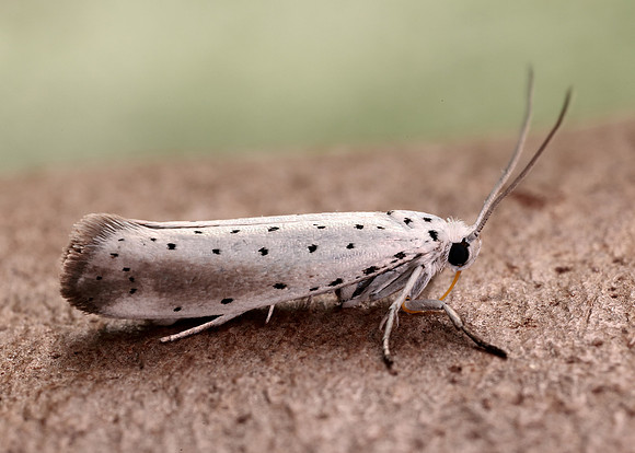 16.005 BF428 Willow Ermine Yponomeuta rorrella