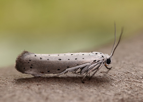 16.005 BF428 Willow Ermine Yponomeuta rorrella