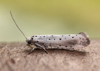 16.005 BF428 Willow Ermine Yponomeuta rorrella