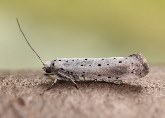 16.005 BF428 Willow Ermine Yponomeuta rorrella