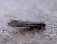 16.024 BF445 Ocnerostoma friesei gendet
