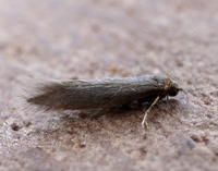 16.024 BF445 Ocnerostoma friesei