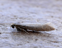 16.024 BF445 Ocnerostoma friesei gendet