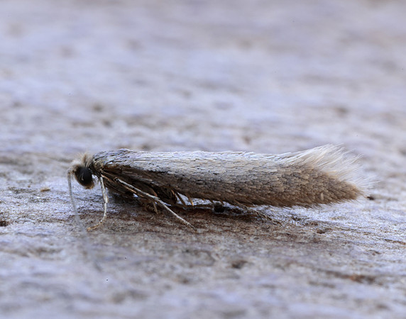 16.024 BF445 Ocnerostoma friesei gendet