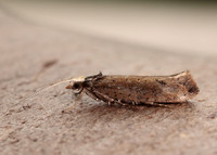 17.010 BF460 Ypsolopha parenthesella