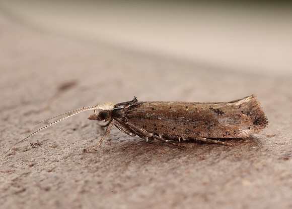 17.010 BF460 Ypsolopha parenthesella