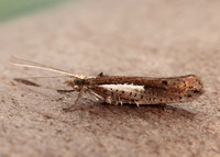 17.010 BF460 Ypsolopha parenthesella