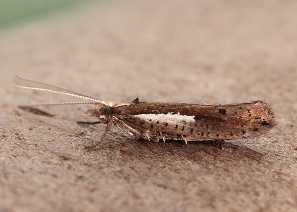 17.010 BF460 Ypsolopha parenthesella