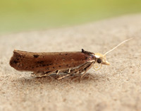 17.010 BF460 Ypsolopha parenthesella