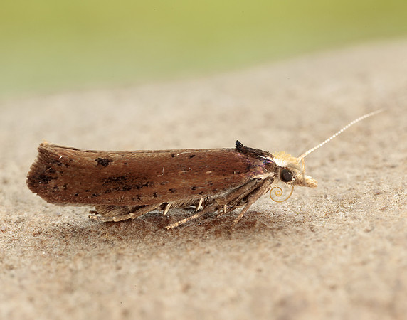 17.010 BF460 Ypsolopha parenthesella