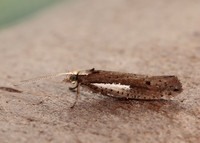 17.010 BF460 Ypsolopha parenthesella
