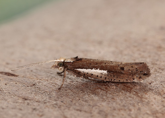 17.010 BF460 Ypsolopha parenthesella