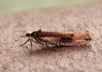 17.010 BF460 Ypsolopha parenthesella