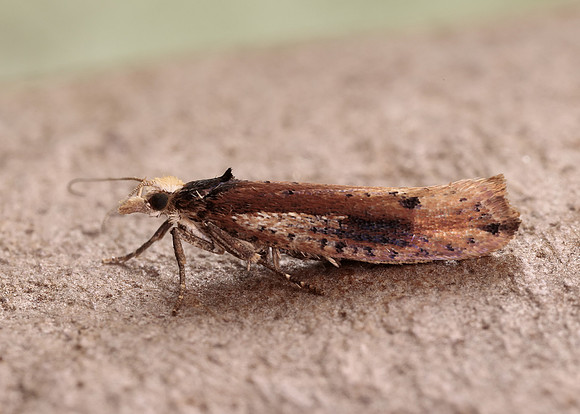 17.010 BF460 Ypsolopha parenthesella