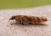 17.011 BF461 Ypsolopha ustella